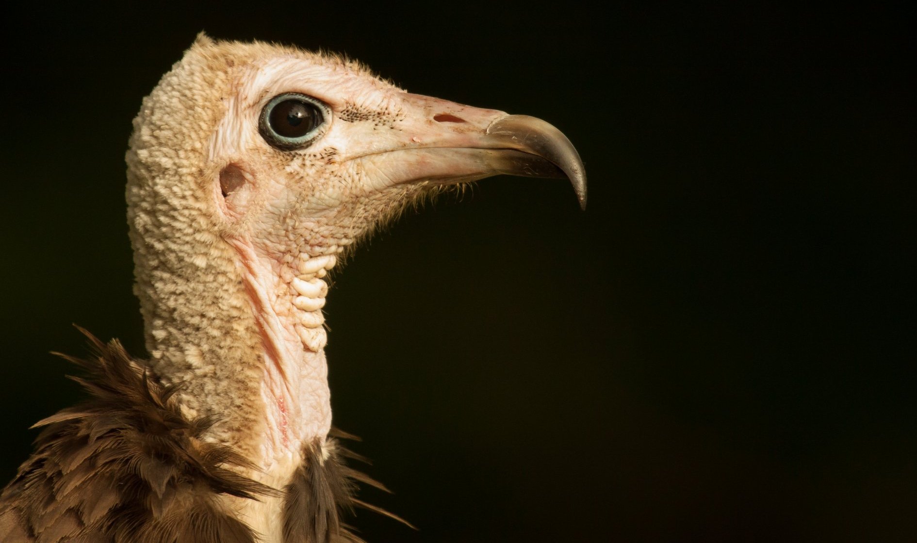 Hooded Vulture (Critically Endangered) © Barend van Gemerden