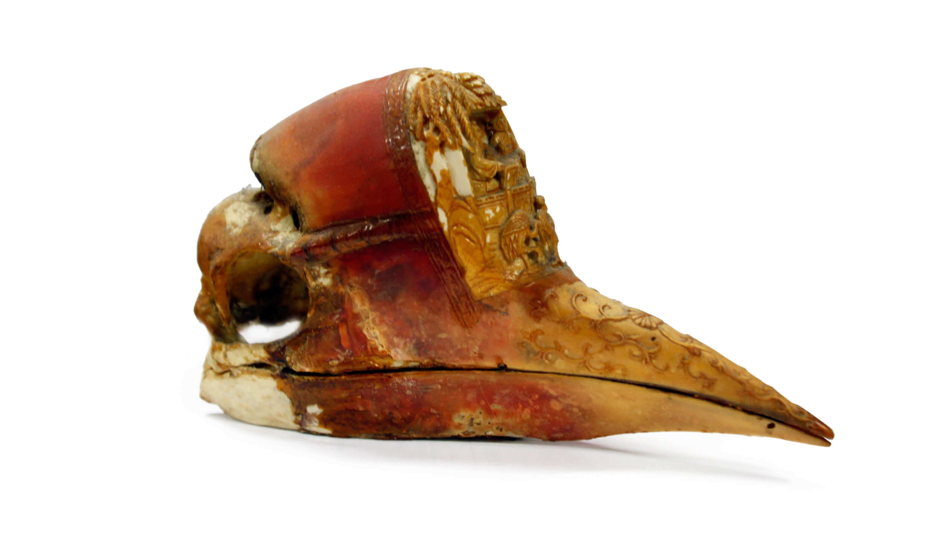 Helmeted Hornbill skull © Yong Ding Li