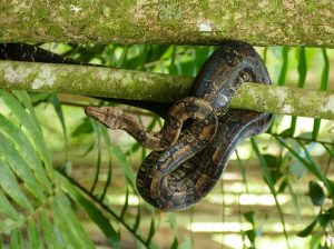 Saint Lucia boa (Boa orophias) -J.Daltry FFI