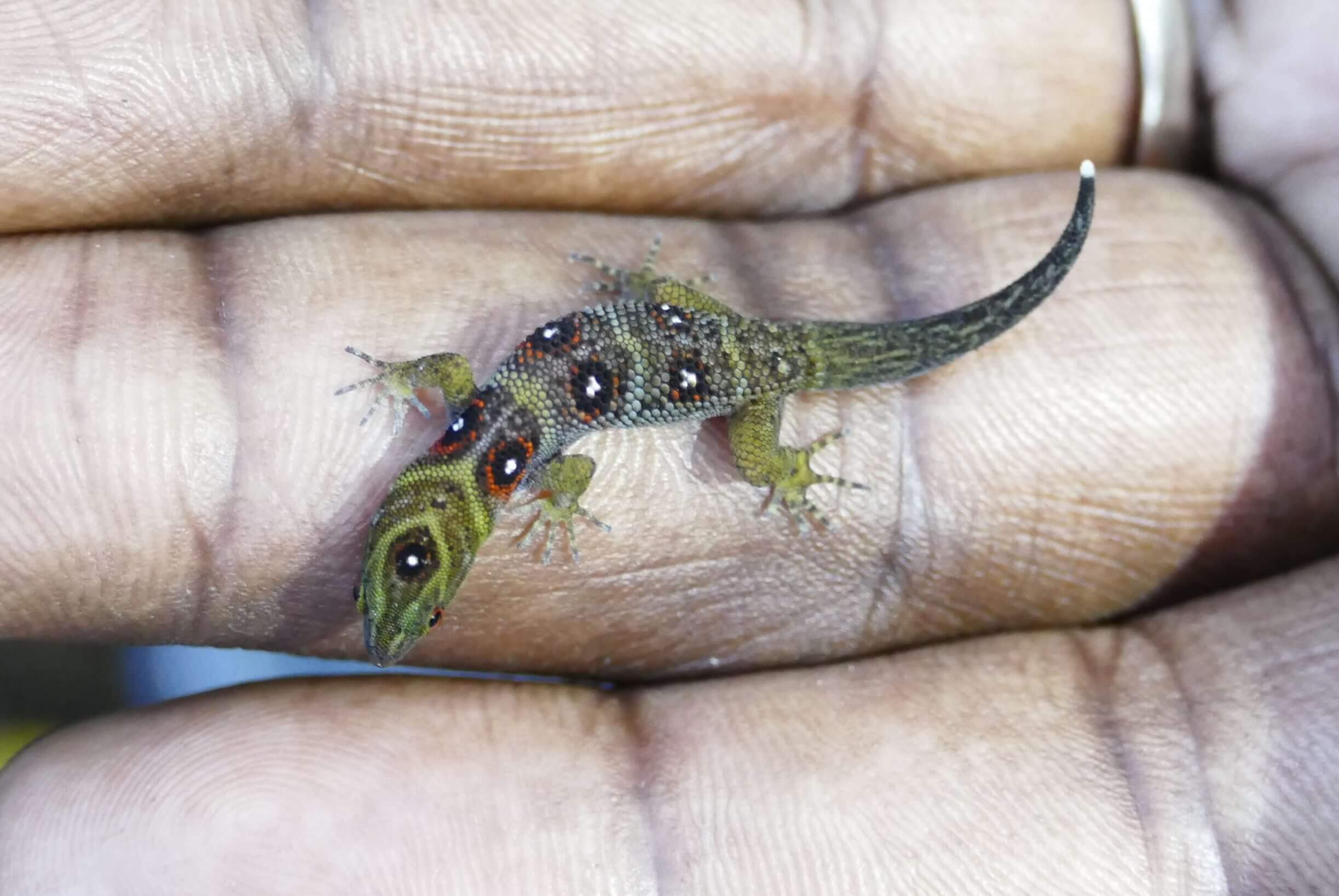 Union Island Gecko (Gonatodes daudini) © Jenny Daltry FFI