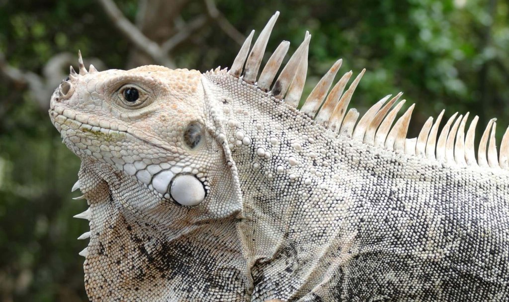 Grenadines Iguana on Palm Island © Jenny Daltry / FFI – Restore Species ...