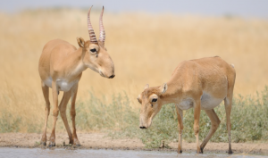 Saiga. Antelopes © Victor Tyakht