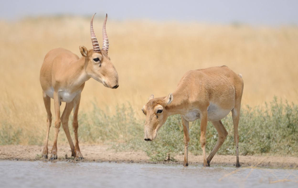 Saiga. Antelopes © Victor Tyakht