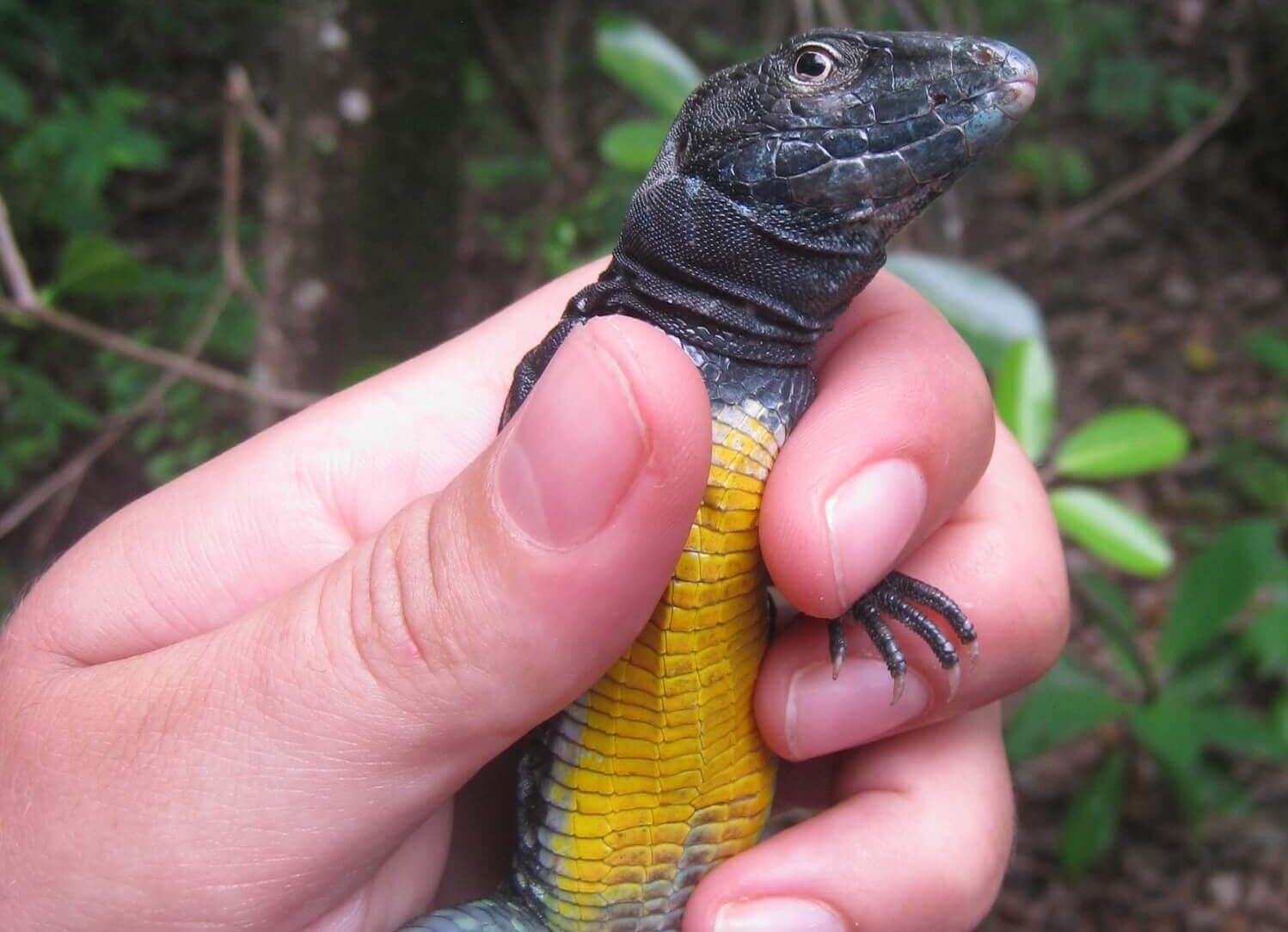 Saint Lucia whiptail lizard (Cnemidophorus vanzoi) on Maria Major island © Twyla Holland FFI