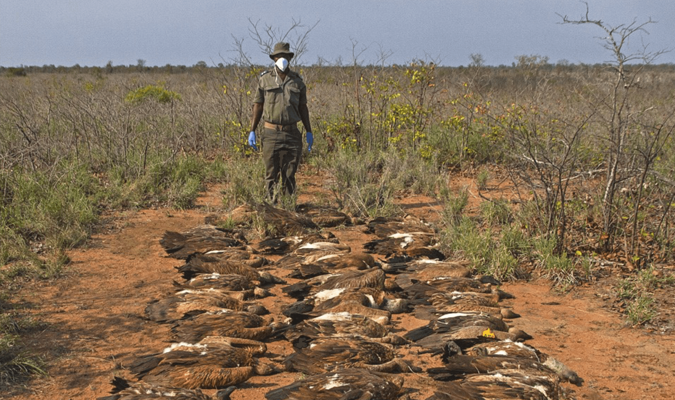 Dead vultures found at a poisoned carcass © Andre Botha