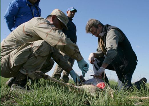 Vets in Kazakhstan investing Saiga mass die off - © S. Zuther - FFI