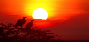 Vultures at sunset © Rich Lynch / Shutterstock