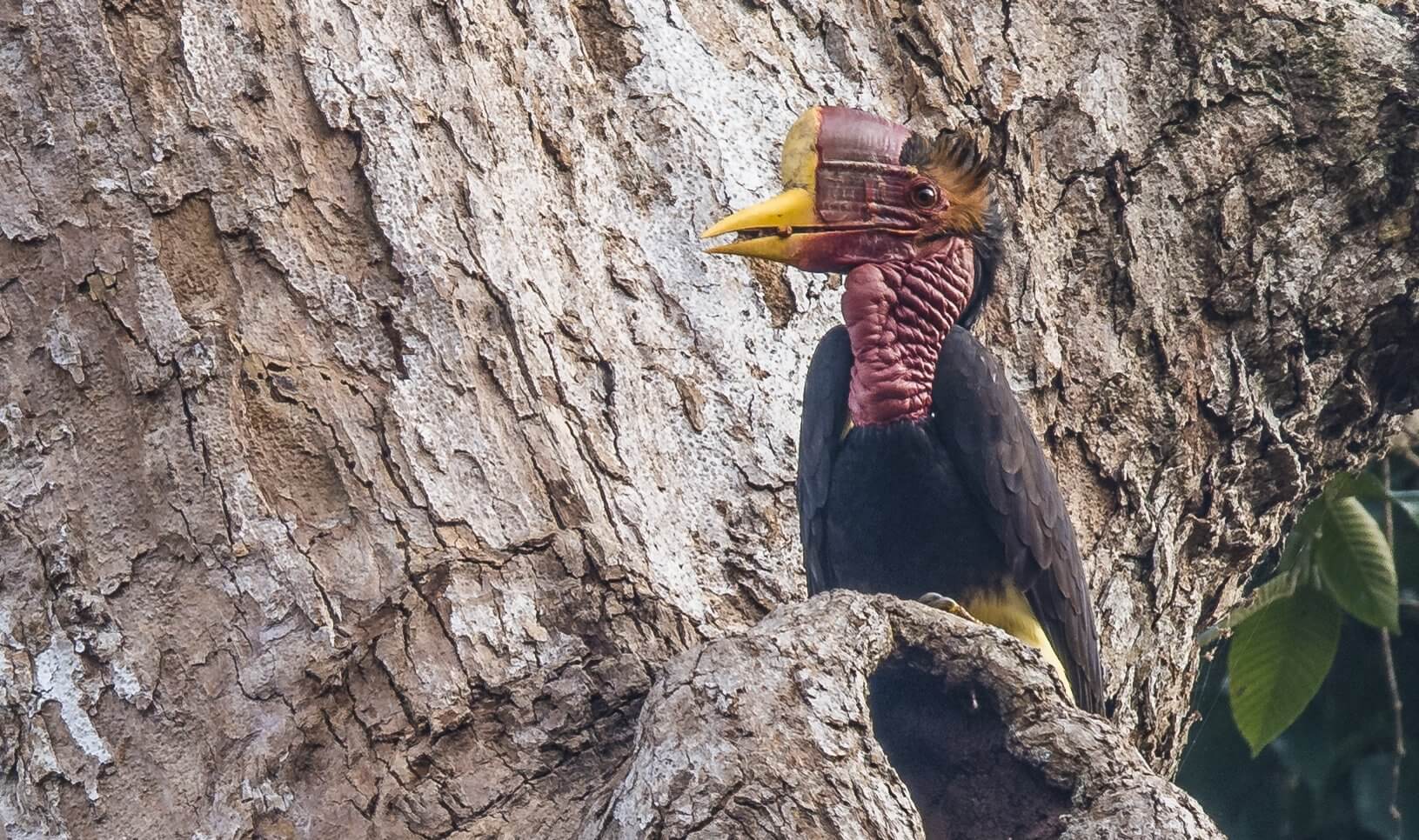 Helmeted Hornbill © Bjorn