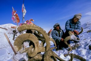 Wildlife biologist George Schaller and local assistant measure horns of Marco Polo sheep -the horns are piled on a shrine to a Muslim saint, Afghan Pamirs