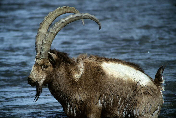 A large male ibex crosses the Wakhan River near Langhar, in the eastern end of the Wakhan Corridor, Badakshan Province, Afghanistan