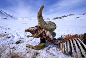 The grinning skull and horns of a Marco Polo sheep (Ovis ammon polii) killed by wolves lies in the snow in the eastern Pamir Mountains (in the Murghab hunting concession), Gorno-Badakshan Autonomous Region, Tajikistan. The Marco Polo sheep, a threatened species of argali inhabit the uplands and alpine valleys of the Pamirs, a territory that spans four countries. Wolves are their main natural predator of Marco Polo sheep, but poaching by local hunters and military is a much greater threat to their survival. Marco Polo sheep are the largest and most magnificent of all wild sheep and are also a sought after trophy for big game hunters, who pay up to $40,000 to shoot a trophy size ram. The Murghab Hunting concession has perhaps the largest concentration of Marco Polo sheep in Tajikistan