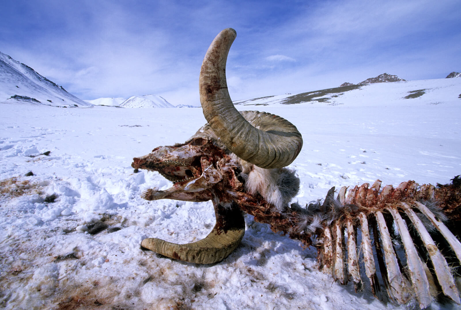 Remains of a Marco Polo sheep, a threatened subspecies of Argali; this individual was killed by wolves, but poaching by local hunters and military is a much greater threat. Photo © BethWald / WCS