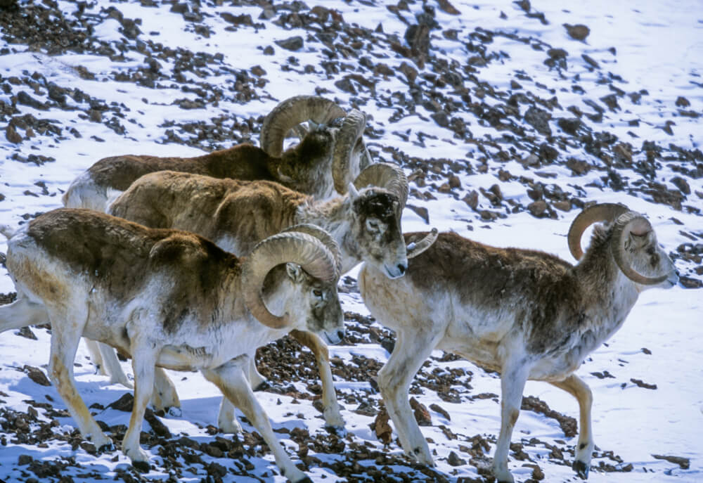 A group of Marco Polo sheep rams (Ovis ammon polii) move across a snow ...