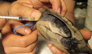 Taking a blood sample from a Roti Island Snake-necked Turtle. Checking the health of animals before they are released into the wild is essential for the success of the re-introduction programme.