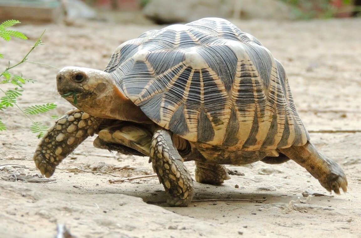 Burmese starred tortoise B. Horne © WCS