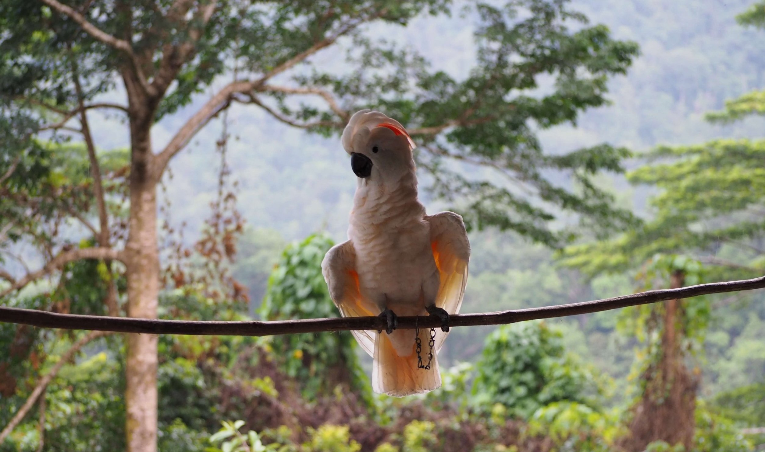 Salmon crested cockatoo © Anuj Jain