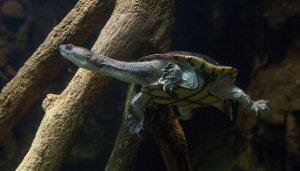 Roti Island Snake-necked Turtle