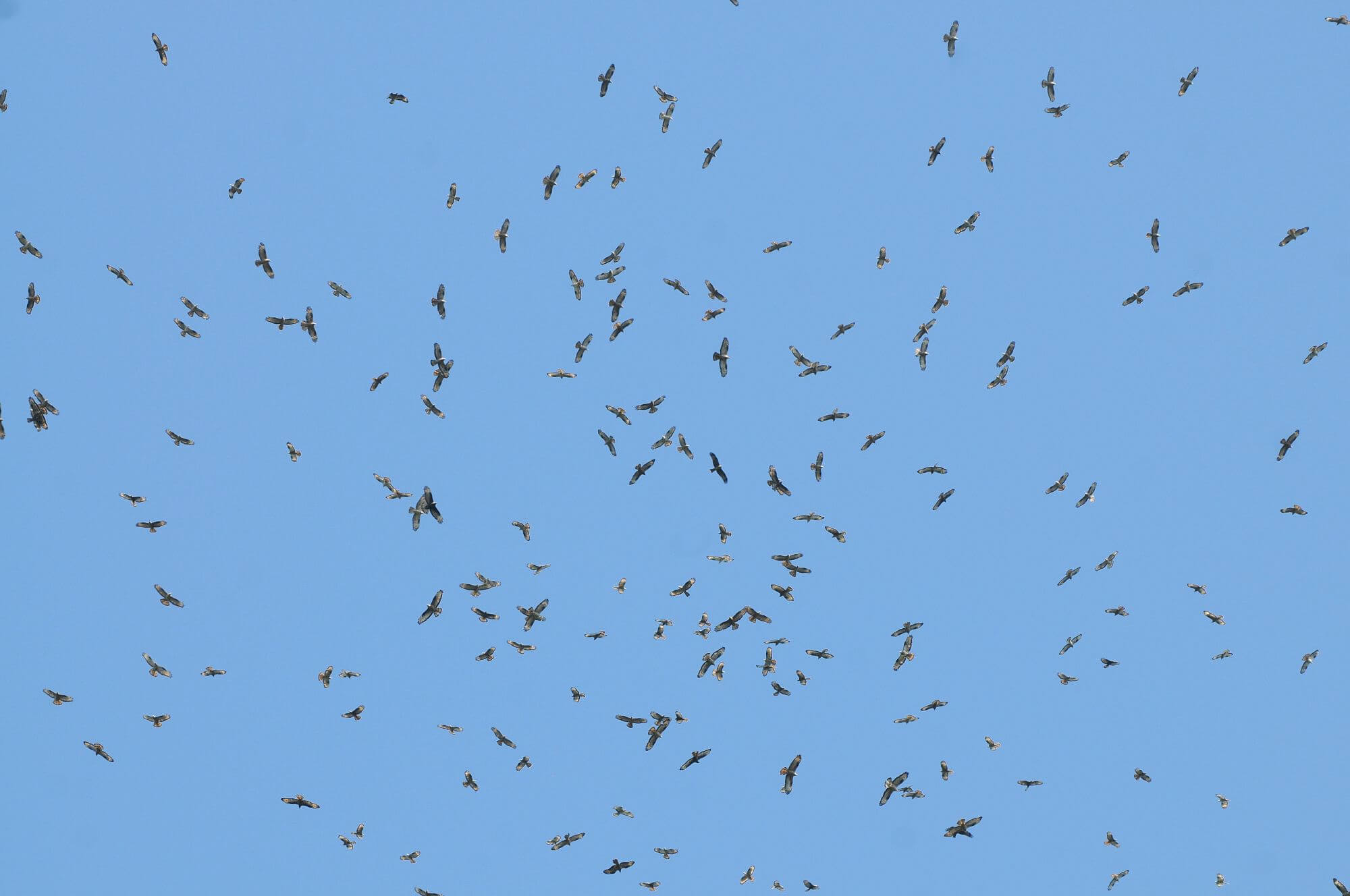 Birds of prey migrating © Christian Gelpke