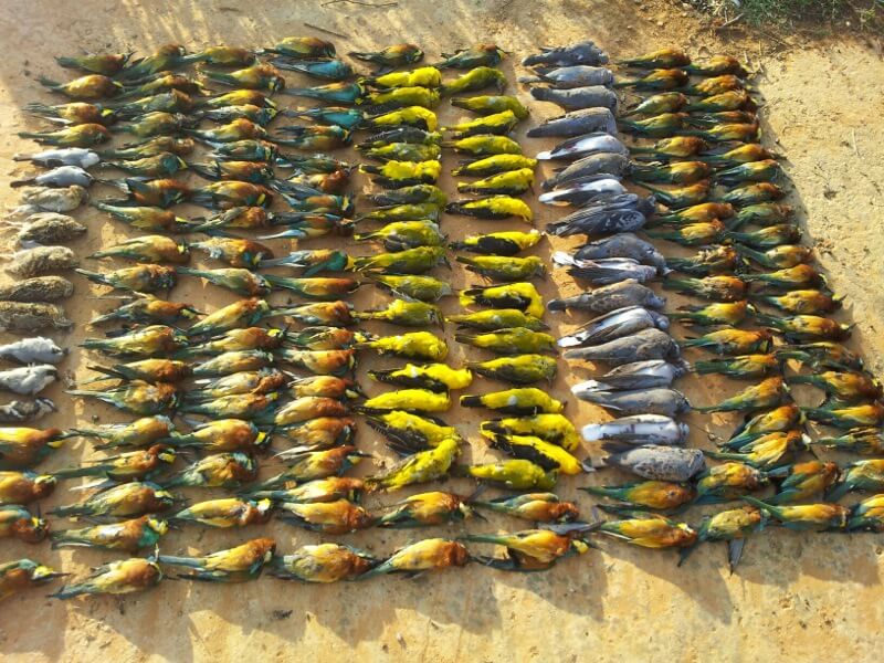 Slaughtered migratory birds in Lebanon © Georges Hareb