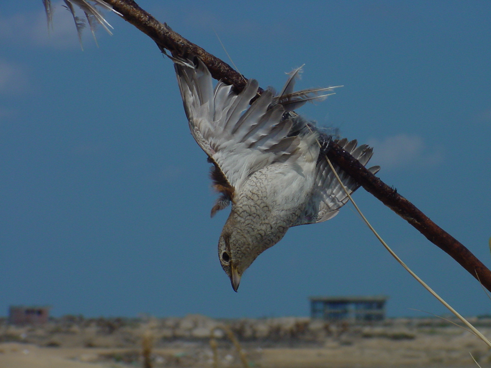 A Red-backed Shrike caught on a lime stick in Egypt. Photo: Mindy El Bashir/Nature Conservation Egypt