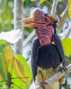 The Helmeted Hornbill male © Muhammad Alzahri/arinature photography