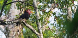 Helmeted Hornbill © Sanjitpaal Singh - Jitspics.com