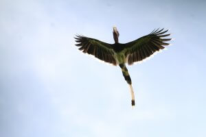 Helmeted Hornbill Flying